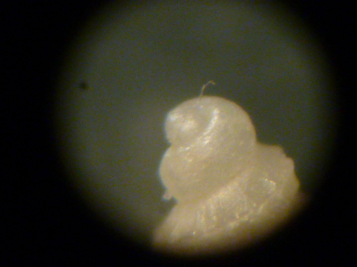 Alvania subareolata?